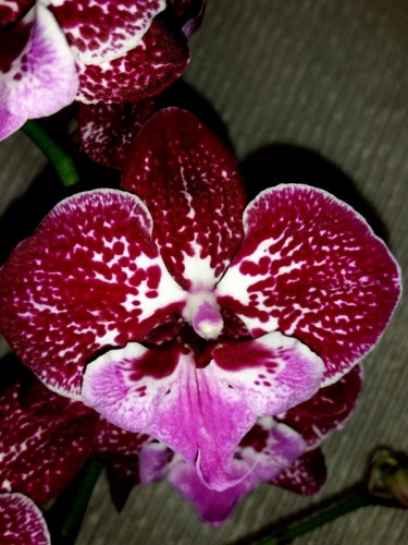 орхидея биг липс,редкие орхидеи купить для подарка киев;