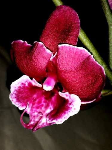 черная орхидея восковик купить,черный биг лип орхидея, орхидеи продажа