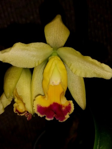 орхидеи продажа киев,орхидеи купить,каттлея желтая орхидея купить недо