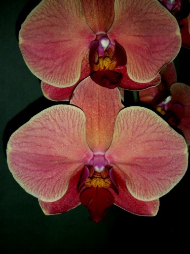 орхидеи продажа киев,орхидеи купить, коралловая орхидея купить недорог