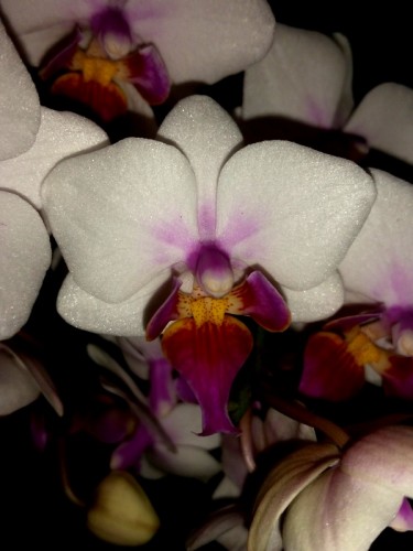 миниорхидеи купить,орхидеи мини, фаленопсис мини,орхидеи купить киев,