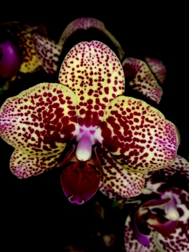 продажа эксклюзивных орхидей, сортовые орхидеи купить киев,восковики ф