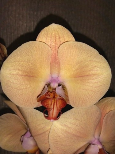 абрикосовая орхидея, орхидеи продажа киев и украина;
