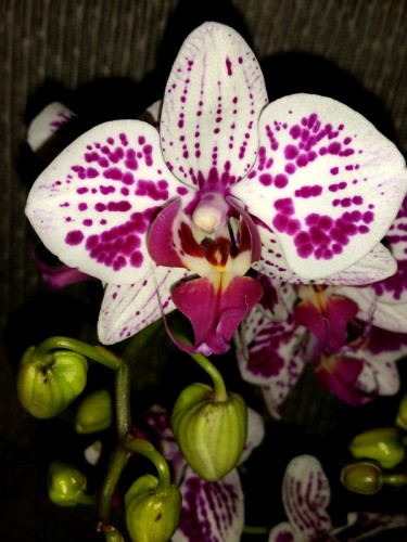 орхидея мультифлора купить недорого, орхиде продажа киев;