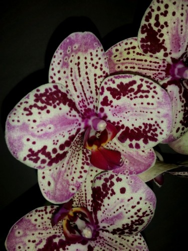 фаленопсис фронтьера купить недорого,продажа орхидей сортовых киев;