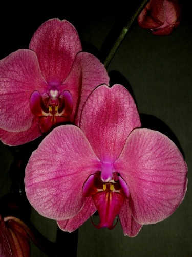 орхидеи продажа киев,фаленопсис,орхидеи купить;
