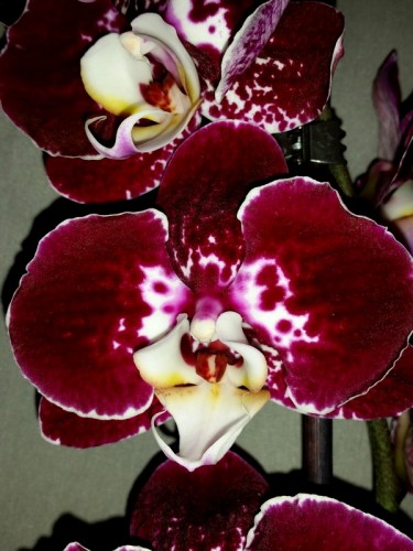 орхидеи продажа киев,орхидеи крупные купить,Черная орхидея купить;