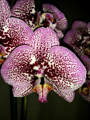 фаленопсис ТИГРОВЫЙ, орхидеи продажа киев и украина,орхидеи почтой;