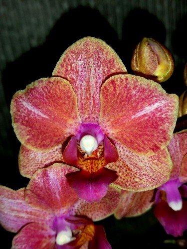 миди мультифлора орхидея персиковая купить недорого;