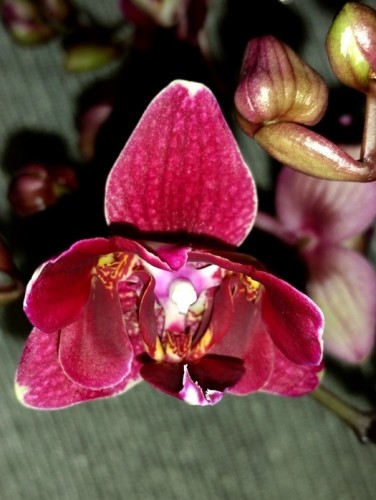 орхидеи купить недорого киев,орхидеи продажа,трилипс восковик орхидея,