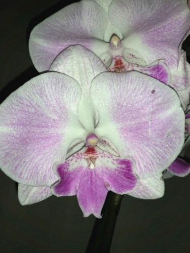 фаленопсис биг лип купить недорого, орхидеи продажа киев и украина;