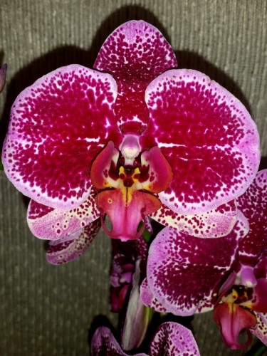 черная орхидея восковик купить, красная орхидея восковик купить, орхид
