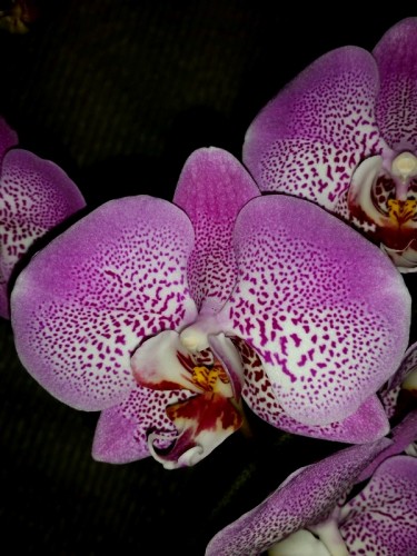 фаленопсис секси пинк,орхидеи продажа киев;