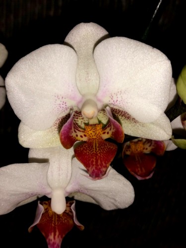 белая крупная орхидея купить недорого,орхидеи почтой, купить орхидею в