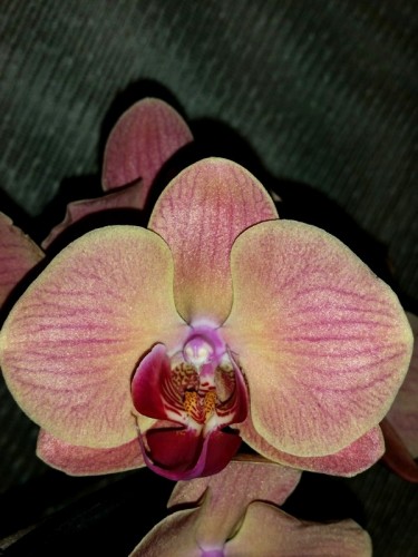 коралловая орхидея,каскадный фаленопсис, орхидеи продажа киев и украин