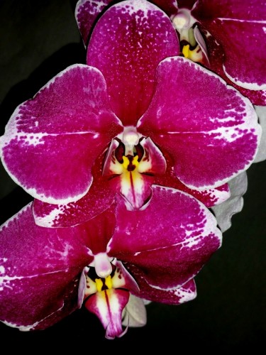 фаленопсисы восковики купить, крупные орхидеи 10-12 см цветок куп;