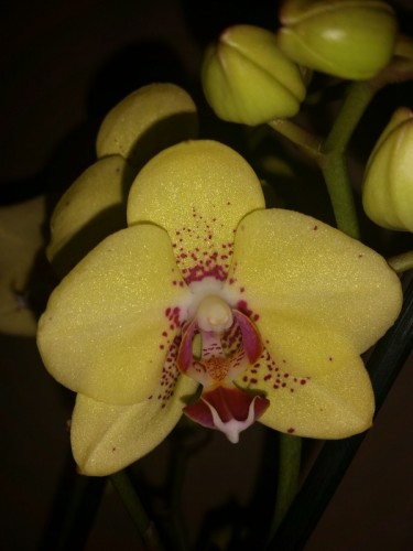фаленопсис драгон,желтая орхидея купить, орхидеи продажа киев и украин