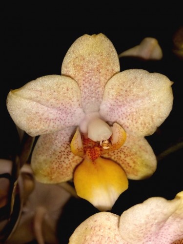 сортовые орхидея, восковики ароматные орхидеи купить, орхидеи продажа