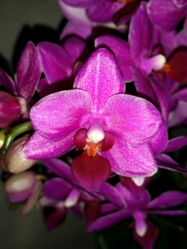 мультифлора миди купить недорого, орхидеи в подарок киев и украина;