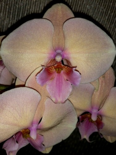 биг лип орхидея кремовая,фаленопсис биг лип оптифлор, орхидеи продажа