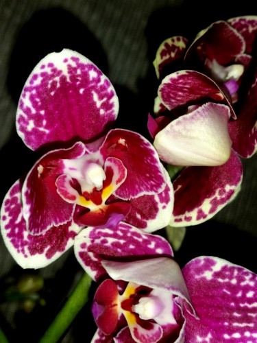 фаленопсис charming little,орхидеи пилорик восковик, орхидеи восковые