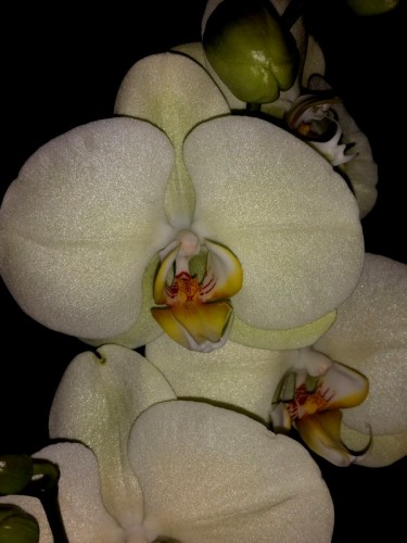 лимонная орхидея для подарка,салатовый фаленопсис,миди мультифлора орх