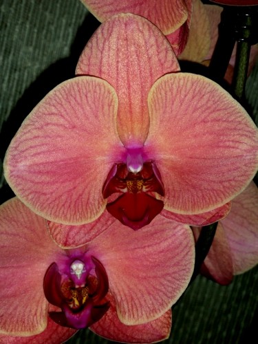 фаленопсис коралловый купить недорого,орхидеи почтой;