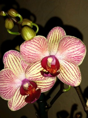 миди мультифлора орхидеи продажа,фаленопсис сортовой спринг;