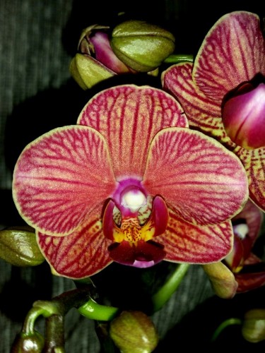 миди мультифлора КОРАЛЛОВЫЙ орхидея восковик,орхидеи продажа киев;