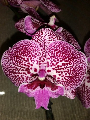 фаленопсис биг лип купить недорого,орхидея большая губа, продажа орхид