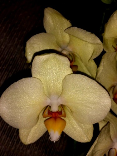 лимонная орхидея купить, желтая орхидея восковик, уценка орхидей купит