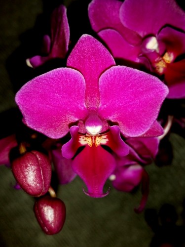 орхидеи дешевые почтой, миди мультифлора орхидеи продажа,лиловая орхид