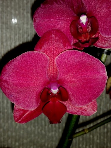 темная орхидея, красный фаленопсис купить, продажа орхидей киев и укра
