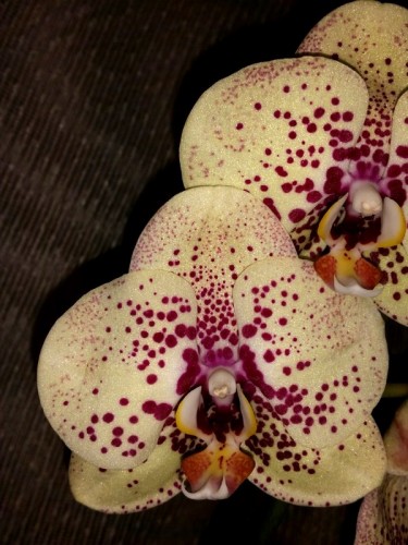желтые восковые орхидеи купить киев и украина,орхидеи продажа киев;