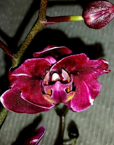 орхидеи купить, орхидеи продажа киев, орхидеи бабочки черный воск,каме
