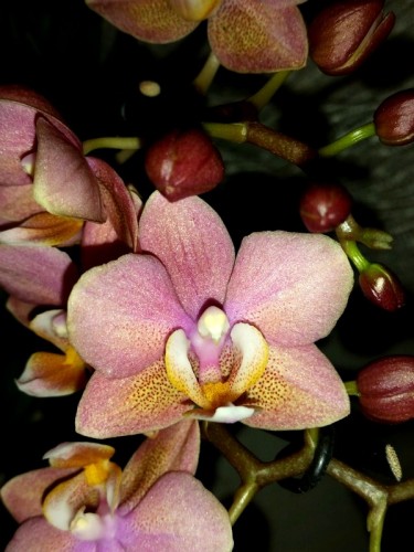 ароматные фаленопсисы орхидеи купить, продажа орхидей в киеве;