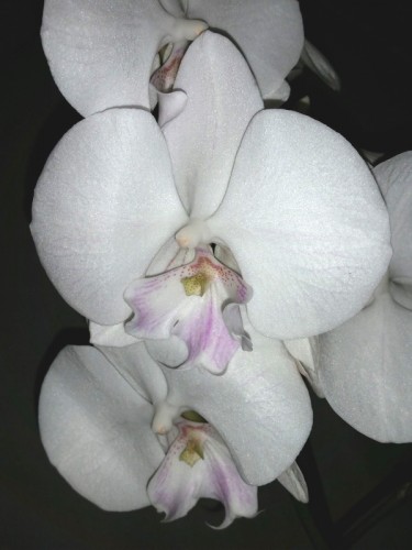 фаленопсис биг лип купить недорого,хот кисс орхидея, купить красивую к