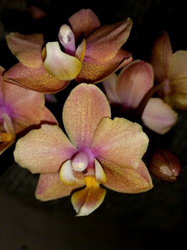 миниорхидея коралловая пестролистная,орхидеи миниатюрные купить киев;