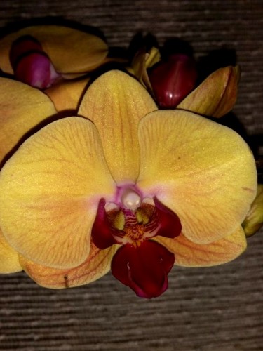 фаленопсис желтый голден бьюти купить недорого,недорогие орхидеи, деше