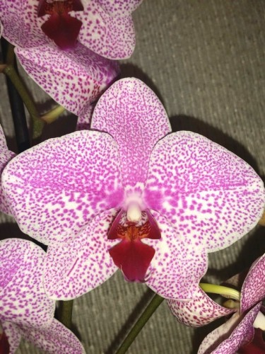 орхидея готеборг,крупная орхидея купить киев;