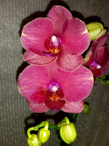 орхидеи продажа,орхидеи восковые, орхидеи купить недорого киев и укра;