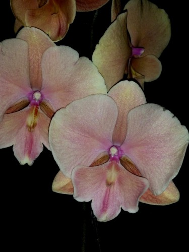 орхидея биг лип коралл, орхидеи продажа киев и украина,орхидеи купить;