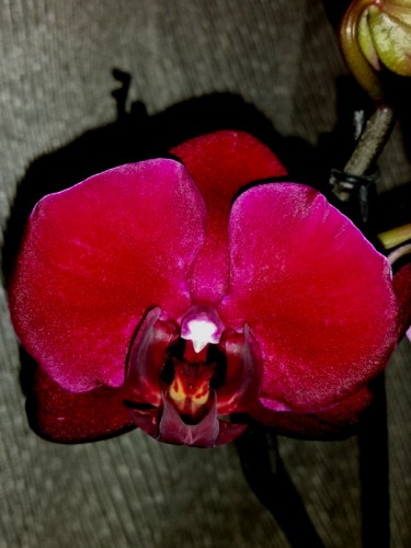 орхиде продажа киев,орхидеи купить,орхидеи воск черные мультифлора;