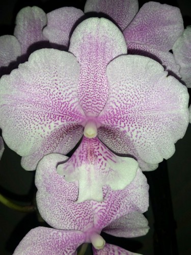 орхидея биг лип,орхидеи продажа, фаленопсис биг лип купить недорого;