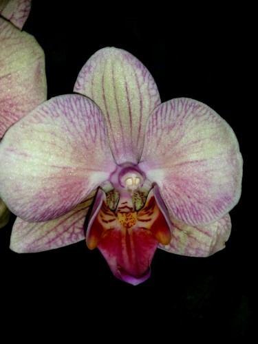 орхидеи,орхидеи киев,орхидеи фото,орхидея мультифлора,орхидея купить,о