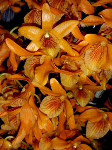 дендробиум оранжевый,орхидея оранжевая, орхидеи купить недорого киев и
