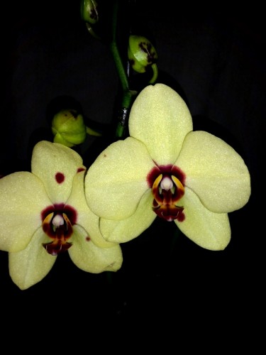 орхидеи,орхидеи киев, орхидеи продажа,орхидеи купить,орхидея домашная,