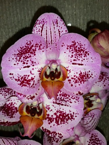 орхидея купить недорого, орхидеи продажа киев и украина,орхидеи почто