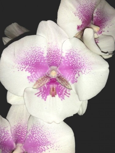 орхидеи продажа киев,орхидея биг липс;
