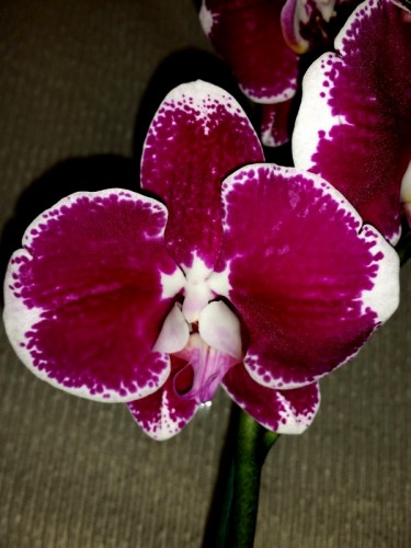орхидеи продажа киев,орхидеи купить,орхидеи крупные темные,орхидеи поч